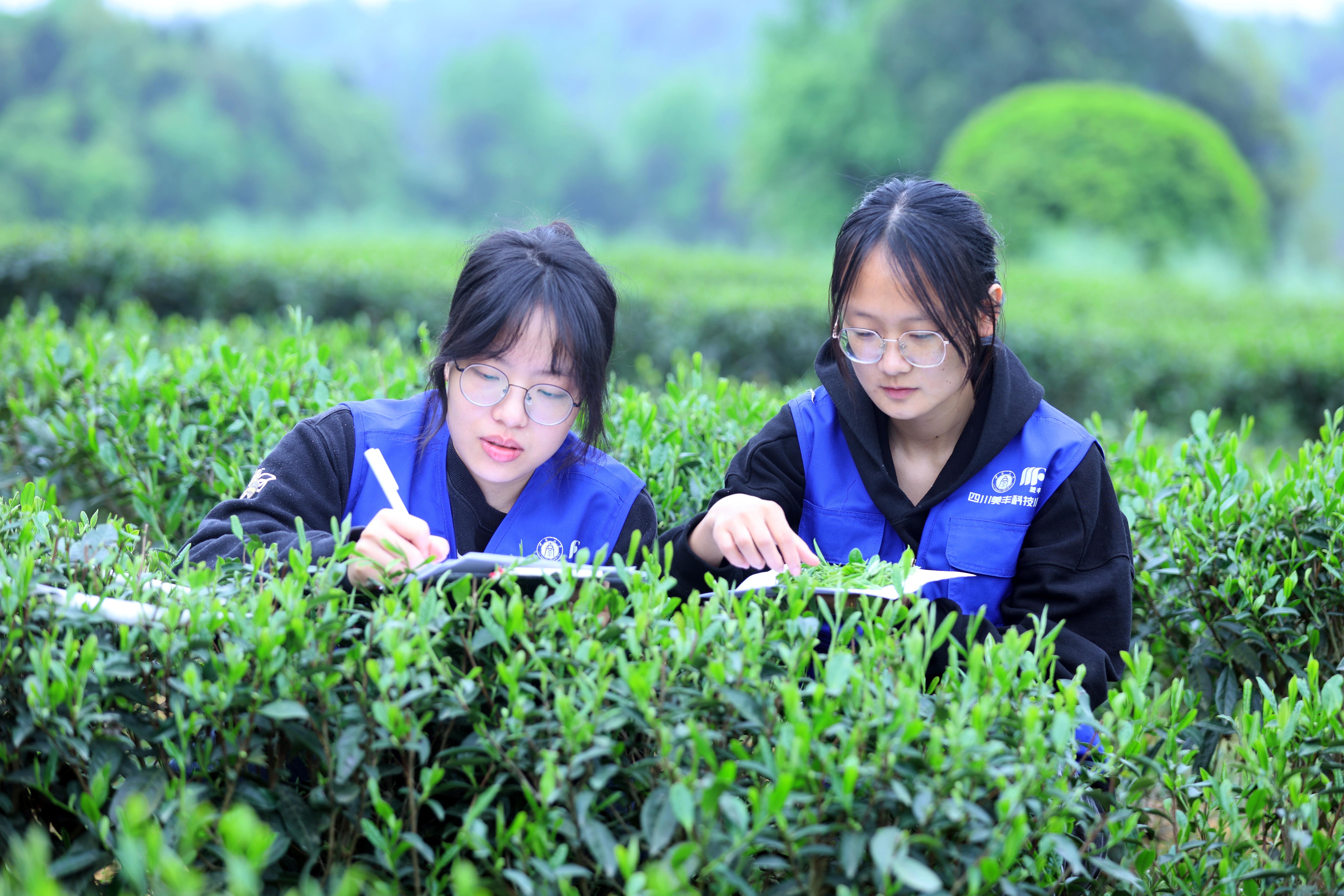 四川美豐共建的兩所科技小院獲評(píng)優(yōu)秀